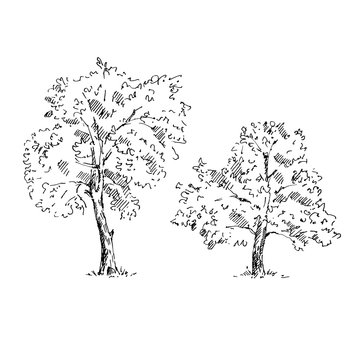 Hand drawn tree sketches set. Vector illustration.