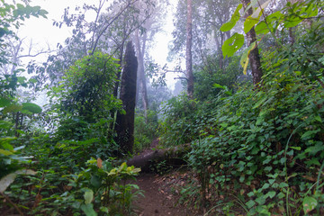 fallen tree in tropical rainforest plants at mon jong international park Chaingmai, Thailand
