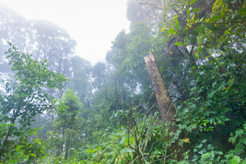 tropical rainforest plants at mon jong international park Chaingmai, Thailand