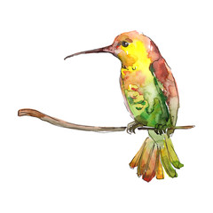 Yellow green colibri in a wildlife. Watercolor background illustration set. Isolated hummingbird illustration element. © yanushkov