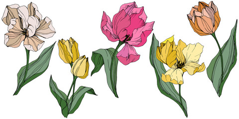 Vector Tulip engraved ink art. Floral botanical flower. Spring leaf wildflower. Isolated tulip illustration element.
