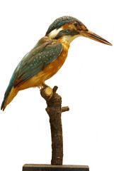 Kingfisher taxidermy objects