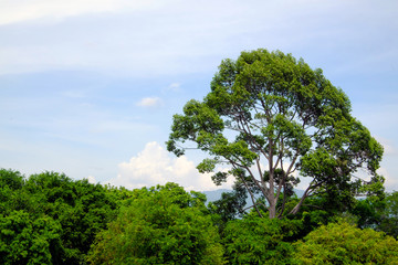 Obraz premium Large trees in the forest against the blue sky.