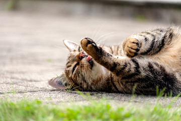 Katzenwäsche