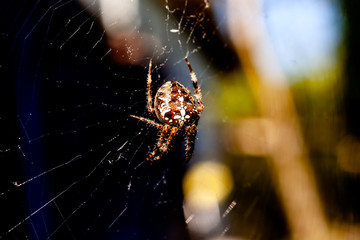 Kreuzspinne