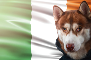 Patriotic dog proudly in front of Ireland flag. Portrait siberian husky in sweatshirt in the rays...