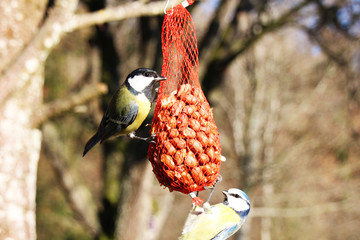 Blue tit Bird