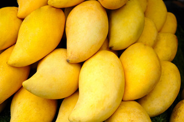 Thailand's golden mango For background
