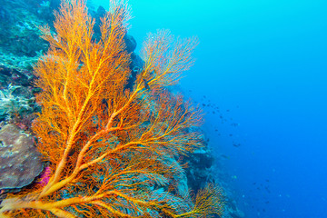 Obraz premium Coral garden in Caribbean