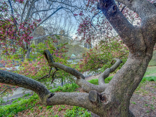 Central Park, New York City in spring