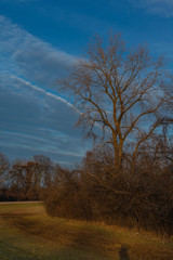 Tree with bushes in park