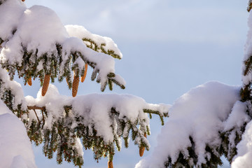 Fir-tree branches with green needles and cones covered with deep fresh clean snow and hoarfrost on blurred blue outdoors copy space background. Merry Christmas and Happy New Year greeting card.