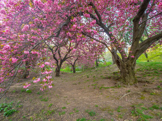 Fototapeta premium Central Park, New York City in spring