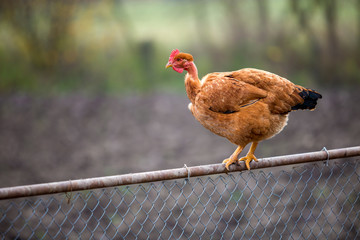 Big red brown hen outdoors sitting on wire fence on bright sunny day on blurred colorful summer copy space background. Farming of poultry, chicken meat and eggs production, healthy food concept.