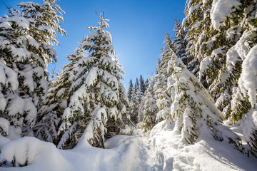 Beautiful winter landscape. Tall fir-trees covered with deep snow and frost lit by bright sun rays on clear blue sky background. Happy New Year and merry Christmas greeting card.