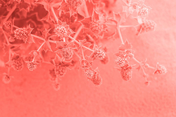 Prickle grows on the beach sand. Eryngium bush grows on desert beach sand. Toned coral color.