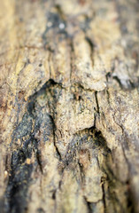 Close up Holz