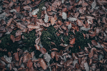 Obraz premium Autmun