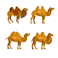 Collection of bactrian camels