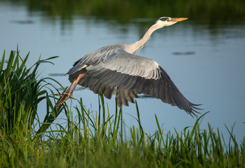 Grey Heron