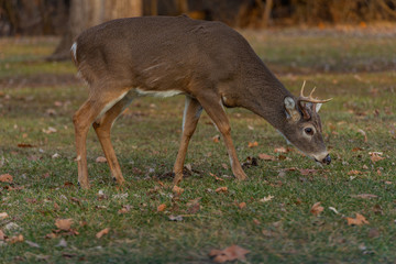 Buck in the field in autumn