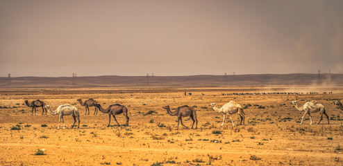 Jordan - October 01, 2018: Wild camels in the countryside of Jordan