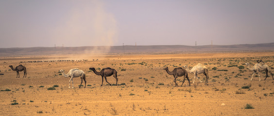 Fototapeta na wymiar Jordan - October 01, 2018: Wild camels in the countryside of Jordan