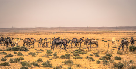 Jordan - October 01, 2018: Wild camels in the countryside of Jordan