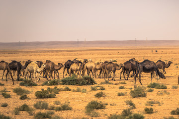 Fototapeta na wymiar Jordan - October 01, 2018: Wild camels in the countryside of Jordan