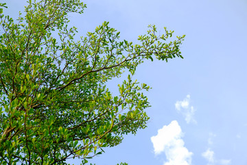 Tree with sky