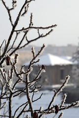 Tops of trees covered with hoarfrost on the background of urban buildings