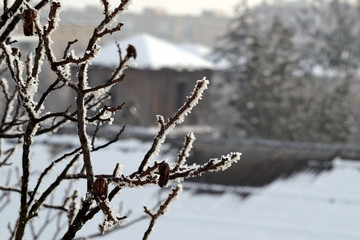 Branches of trees covered with hoarfrost on the background of urban buildings