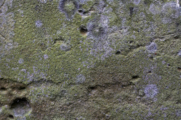 rough texture of a old gray wall.