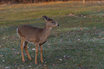 Naklejka na ściany i meble Young deer on the grass at sunset