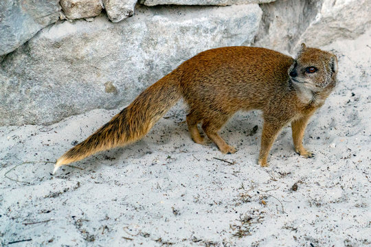 yellow mongoose close up portrait