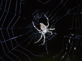 Amazon Rainforest Insect