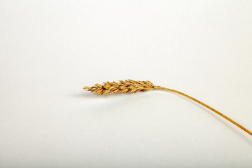 Close-up on one spike of wheat of yellow color after harvesting on a white isolated background for...