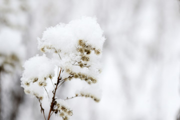 Obraz premium Fluffy snow on dry grass in the winter forest close up