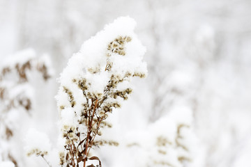 Fluffy snow on dry grass in the winter forest close up