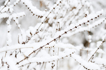 Fluffy snow on dry grass in the winter forest close up