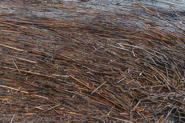 Swamp marshland water landscape. Swamp land backwater panorama. Swamp autumn landscape