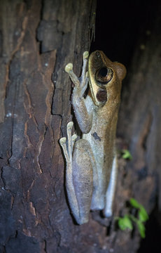 Amazon Rainforest Toad