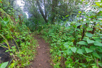 Fototapeta premium heavy fog, cloud and mist in tropical rainforest in mon jong doi at Chaing mai, Thailand