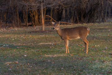 At sunset deer on the grass
