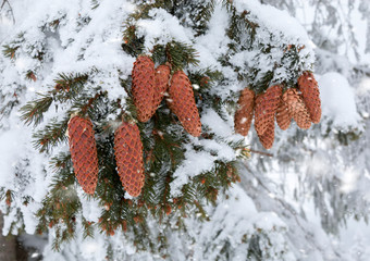Beautiful winter background with pine cones