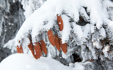 Beautiful winter background with pine cones