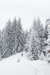 Obraz premium Explorer hiking on snowshoes with tracking sticks in the snowy forest. The tall firs and hill covered with fresh deep snow.