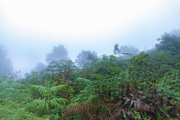 Fototapeta na wymiar heavy fog, cloud and mist in tropical rainforest in mon jong doi at Chaing mai, Thailand