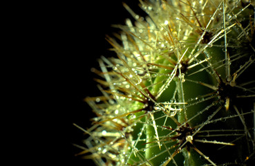 cactus with dew on the needles