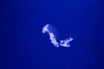 Obraz na płótnie Canvas Background a lot of jellyfish, underwater world